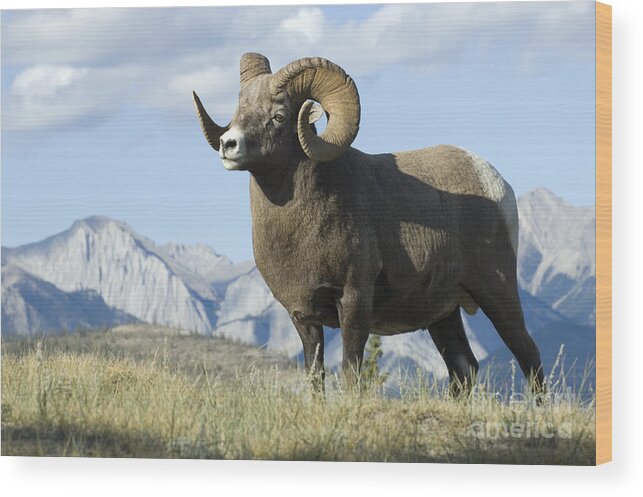 Big Horn Sheep Wood Print featuring the photograph Rocky Mountain Big Horn Sheep by Bob Christopher