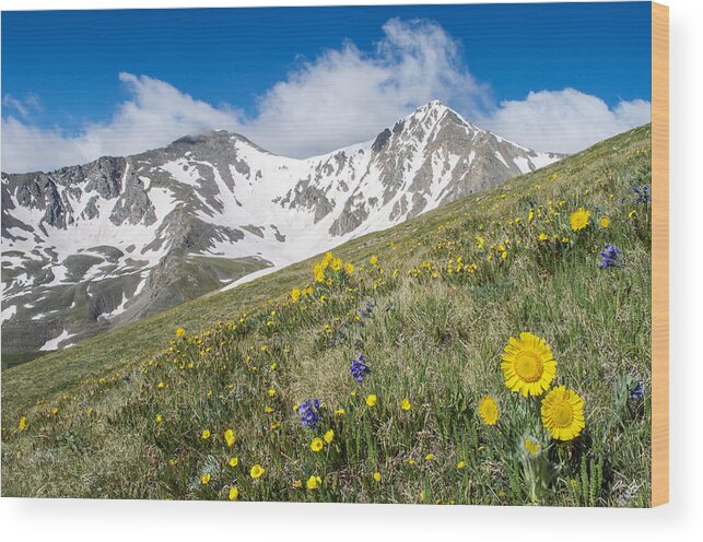Grays Wood Print featuring the photograph Rocky Mountain Springtime by Aaron Spong