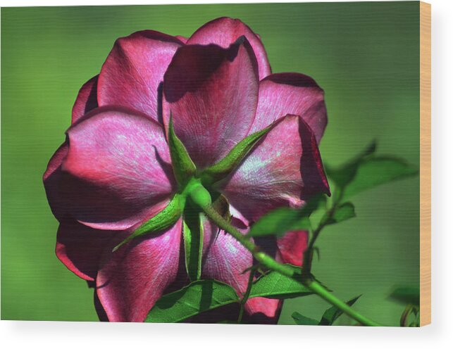 Rose Wood Print featuring the photograph Romancing the Green by Camille Lopez