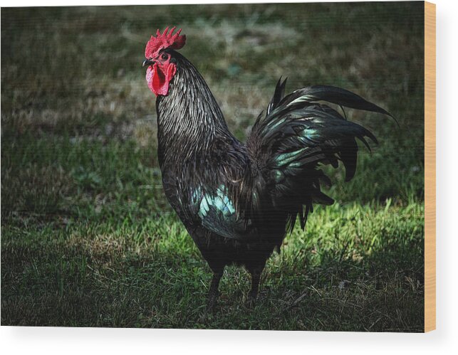 Rooster Wood Print featuring the photograph Rooster in Mixed Light by Michael Dougherty