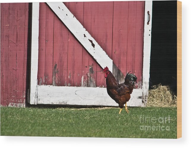 Wisconsin Wood Print featuring the photograph Rooster Strut by Ms Judi