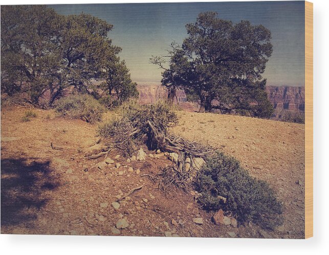 Grand Canyon Wood Print featuring the photograph Rooted in Love by Lucinda Walter