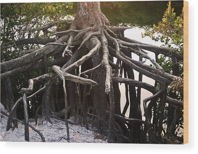 Tree Wood Print featuring the photograph Roots by Keith Eisenstadt