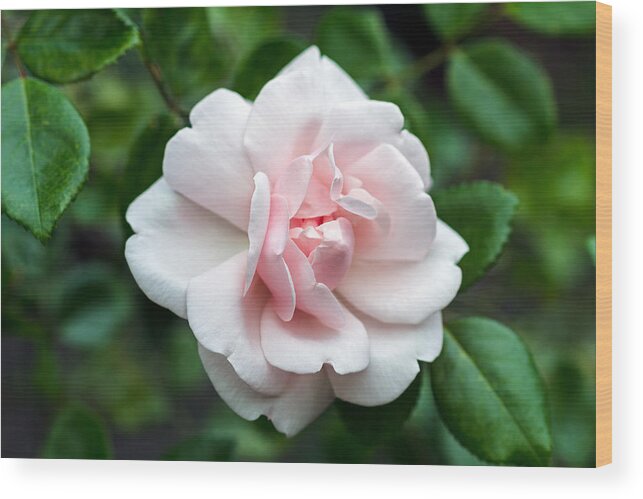 Blooming Wood Print featuring the photograph Rosa 'New Dawn' Blossom by Michael Russell