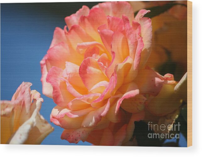 Rose Wood Print featuring the photograph Rose ablaze by Jim Gillen