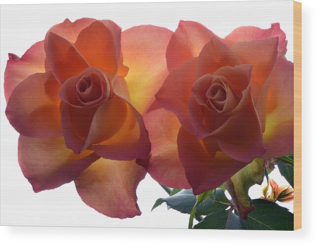 Rose Wood Print featuring the photograph Rose Duo by Terence Davis