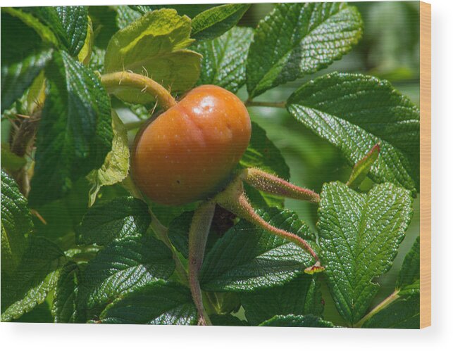 Herb Wood Print featuring the photograph Rose Hip by Tikvah's Hope