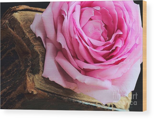 Background Wood Print featuring the photograph Rose in an old book by Amanda Mohler