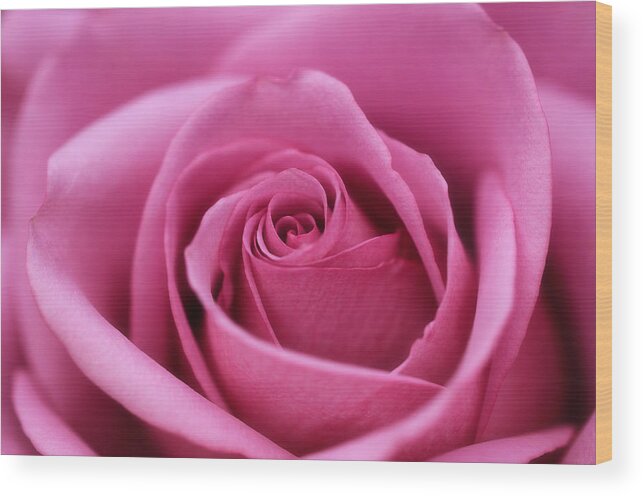 Rose In Mauve Wood Print featuring the photograph Rose in Mauve by Rachel Cohen