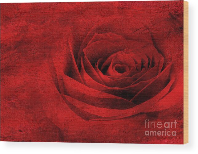 Red Wood Print featuring the photograph Rose on Fire by Jayne Carney