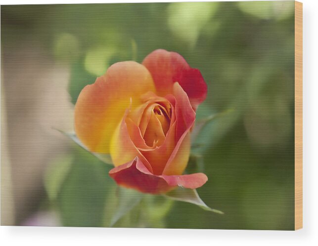 Flower Wood Print featuring the photograph Rose on Fire by Sheri Bartoszek