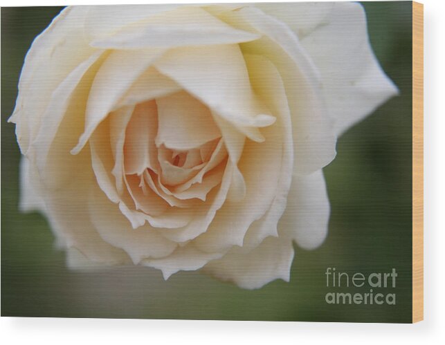 Rose Wood Print featuring the photograph Rose... Pure and simple by Lynn England