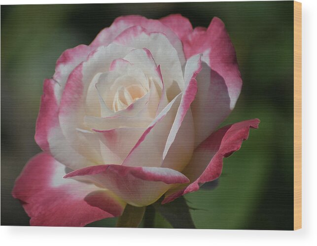 Rose Wood Print featuring the photograph Full Bloom by Brad Thornton
