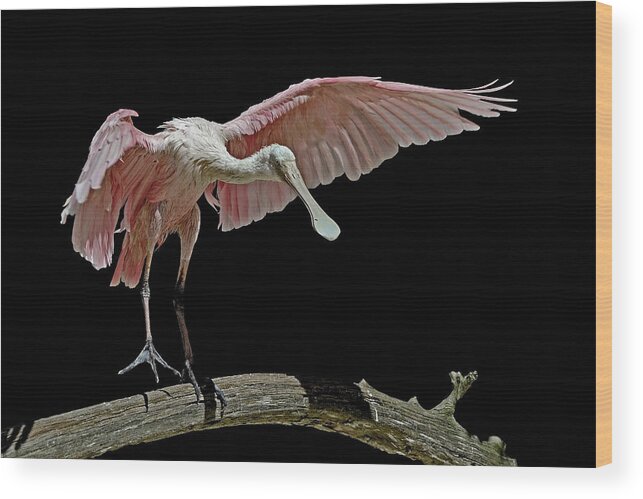 Roseate Spoonbill Wood Print featuring the photograph Roseate Spoonbill by Stuart Harrison