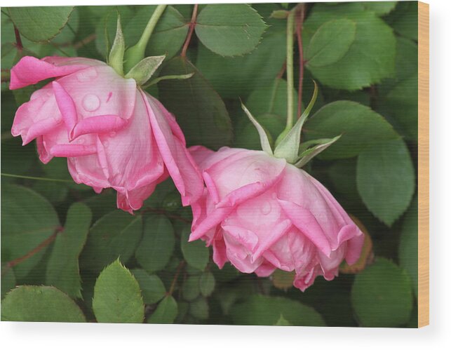 Roses Wood Print featuring the photograph Roses after the shower by Bonnie Willis