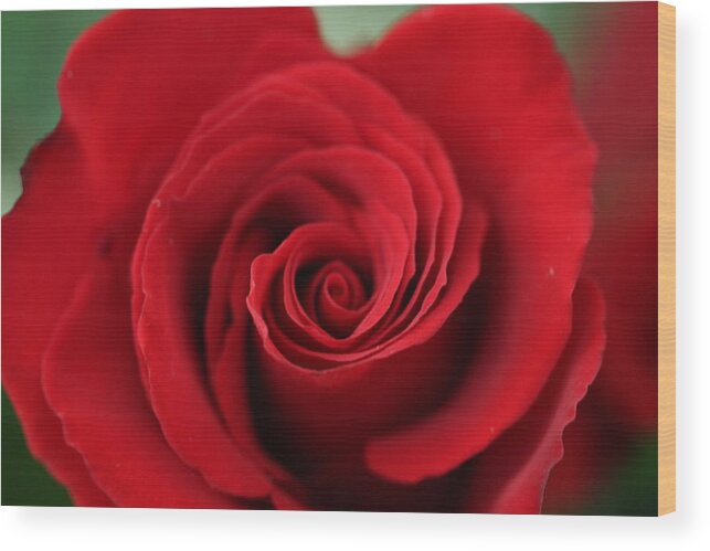 Rose Wood Print featuring the photograph Roses are red by Denise Cicchella