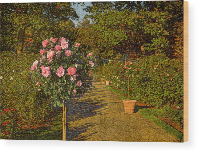 Nyc Wood Print featuring the photograph Roses in the Garden by Marianne Campolongo