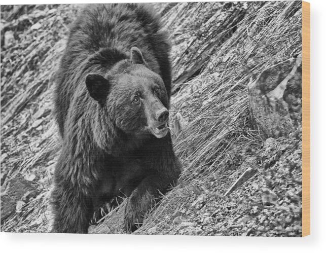 Yellowstone National Park Wood Print featuring the photograph Rosie by Gary Hall