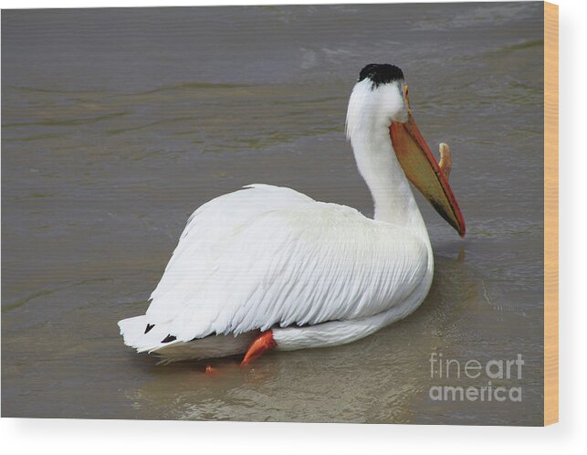 Bird Wood Print featuring the photograph Rough Billed Pelican by Alyce Taylor