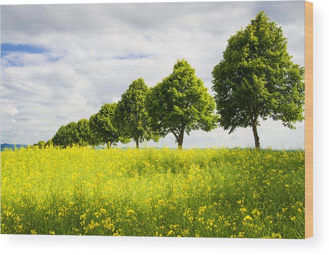 Trees Wood Print featuring the photograph Row of trees in spring landscape green and yellow by Matthias Hauser