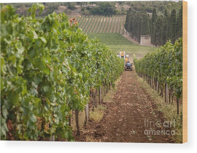 Europe Wood Print featuring the photograph Rows On Vines With A Mechanical Harvester In The Distance Harves by Peter Noyce