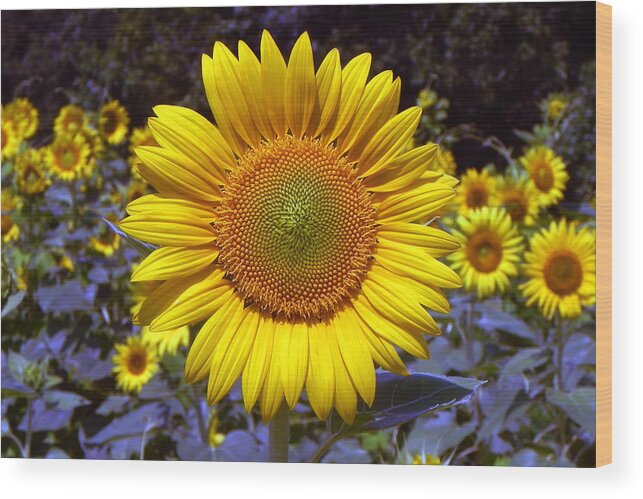 Sunflower Art Print Wood Print featuring the photograph Roxanna Sunflower by Bill Swartwout