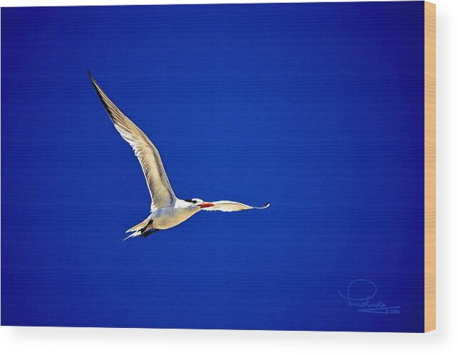 Bird Wood Print featuring the photograph Royal Tern 2 by Ludwig Keck