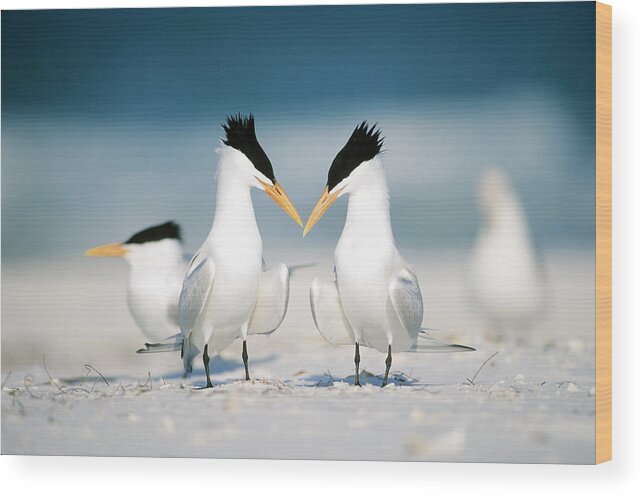 Royal Tern Wood Print featuring the photograph Royal Terns by Paul J. Fusco