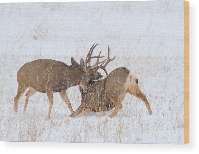 Mule Deer Buck Wood Print featuring the photograph Rubber Necking by Jim Garrison