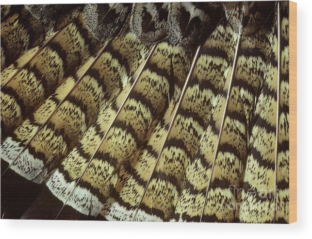 Ruffed Grouse Wood Print featuring the photograph Ruffed Grouse Tail Feathers by William H. Mullins