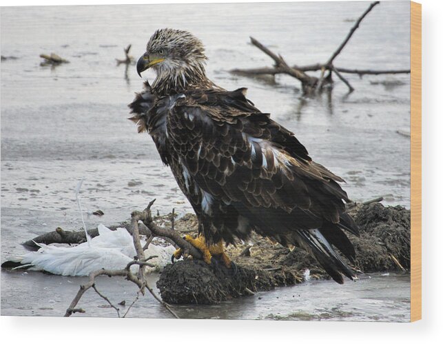 Bald Eagle Wood Print featuring the photograph Ruffled Feathers by Alan Hutchins