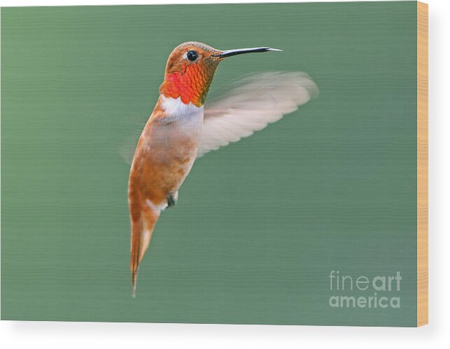 Rufous Wood Print featuring the photograph Rufous Hummingbird by Bill Singleton