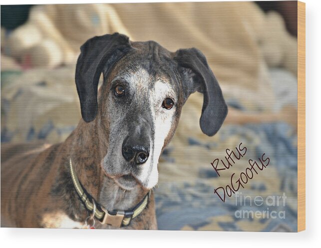 Aged Great Dane Wood Print featuring the photograph Rufus DaGoofus by Lila Fisher-Wenzel