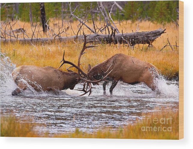 Elk Wood Print featuring the photograph Rumble in the River by Aaron Whittemore
