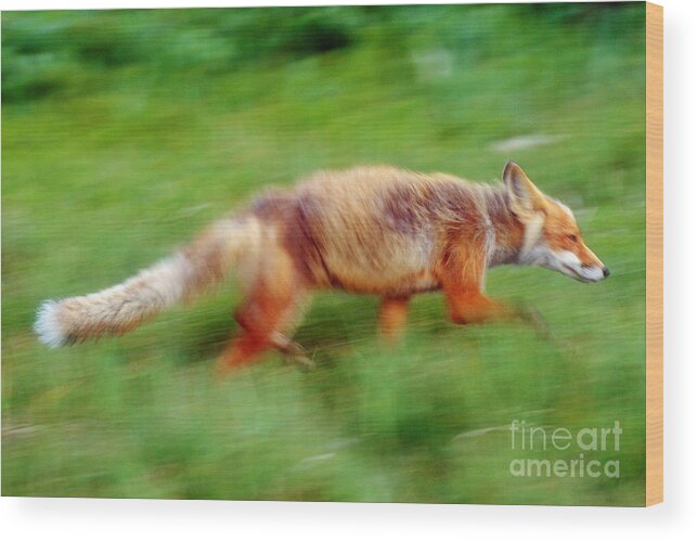 Red Fox Wood Print featuring the photograph Running Red Fox by Art Wolfe