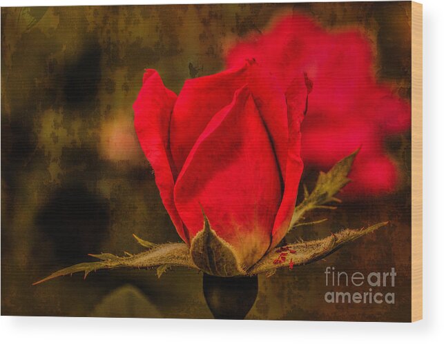 Art Prints Wood Print featuring the photograph Rustic Rose by Dave Bosse