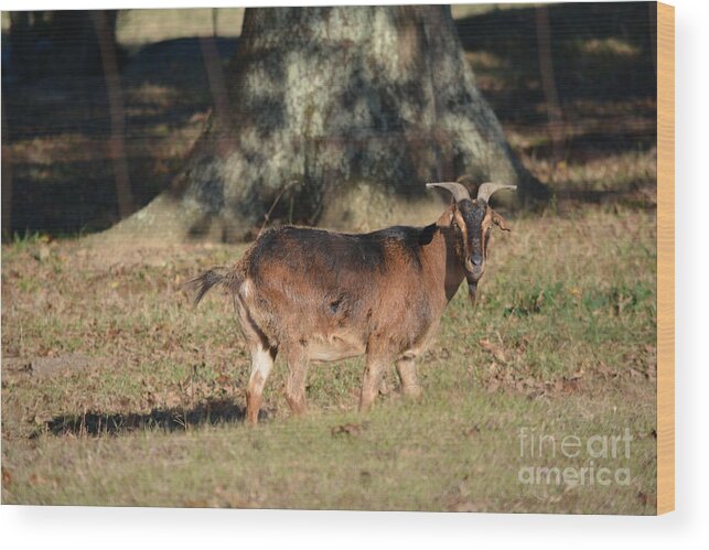Goat Wood Print featuring the photograph Rusty....the Billy goat.... by Barb Dalton