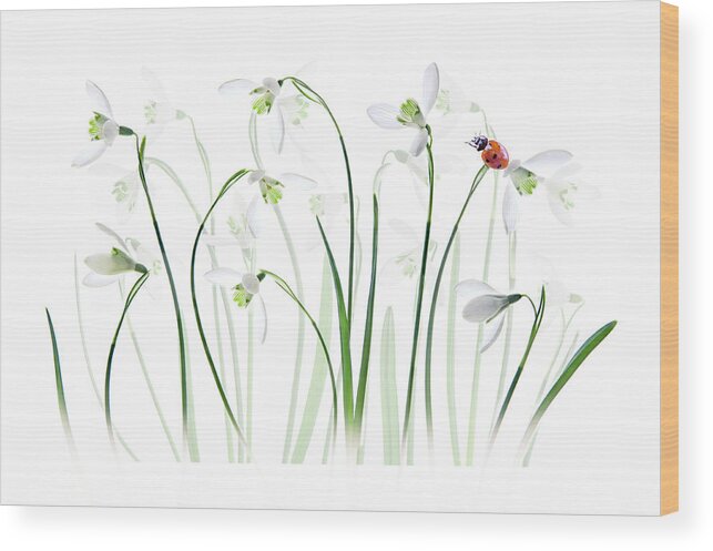 Macro Wood Print featuring the photograph S P R I N G Lady by Jacky Parker