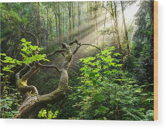 California Wood Print featuring the photograph Sacred Grove by Dustin LeFevre