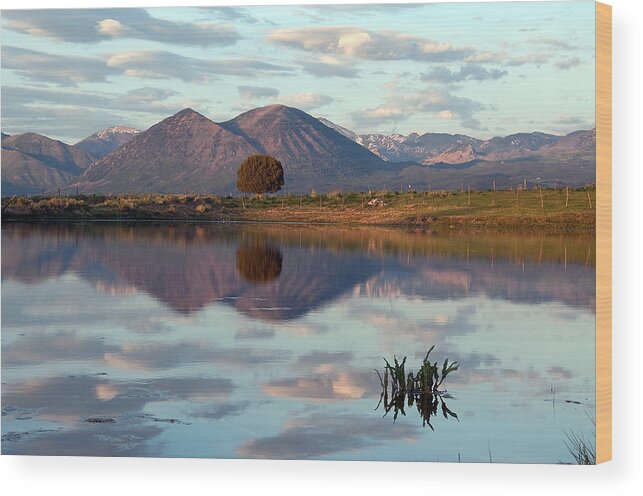 Eric Rundle Wood Print featuring the photograph Saddle Mountain Reflection by Eric Rundle