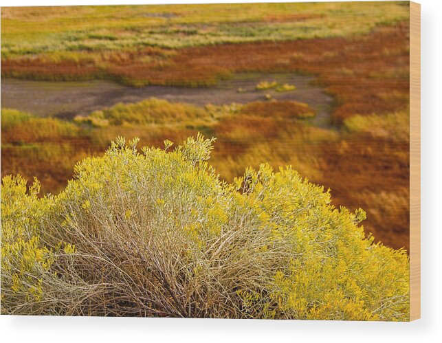 Sagebrush Wood Print featuring the photograph Sagebrush by Kunal Mehra