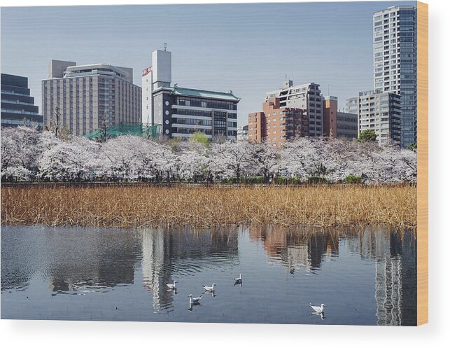 Tranquility Wood Print featuring the photograph Sakura Around Ueno, Japan by Dear Blue