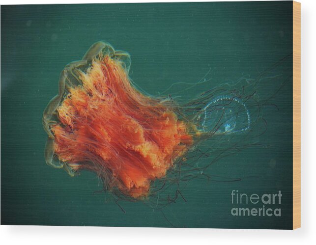 Lion's Mane Jellyfish Wood Print featuring the photograph Salish Sea Jelly Drama by Gayle Swigart