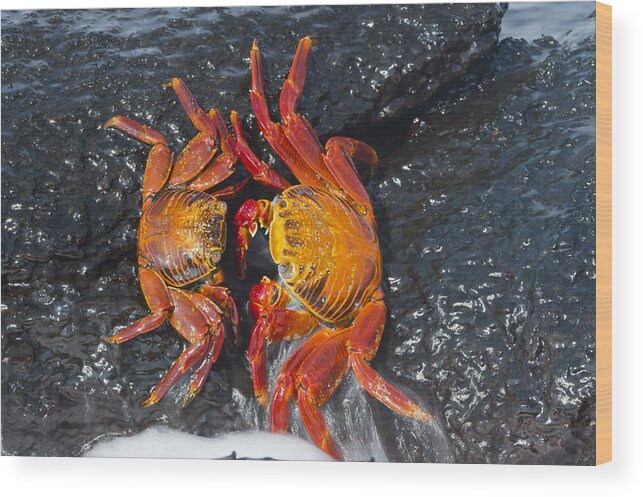 536812 Wood Print featuring the photograph Sally Lightfoot Crabs Galapagos Islands by Tui De Roy
