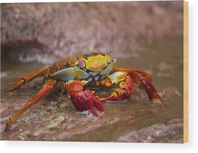 Galapagos Wood Print featuring the photograph Sally Lightfoot Feeding by Allan Morrison