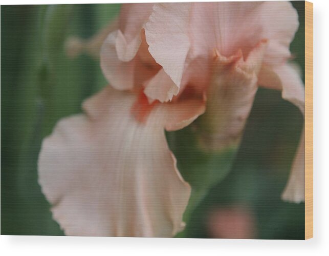 Flora Wood Print featuring the photograph Salmon Colored Iris by Debbie Sikes