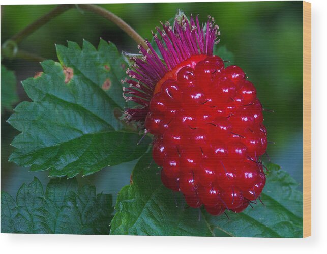 Berry Wood Print featuring the photograph Salmonberry by Michael Russell