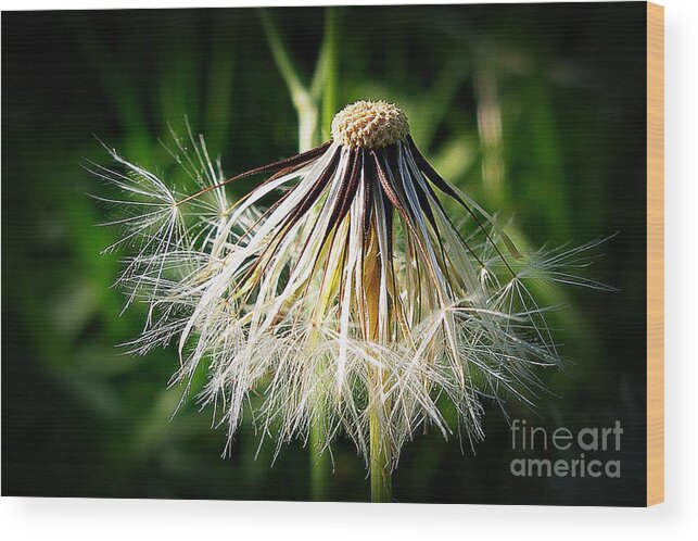 Composite Wood Print featuring the photograph Salsify by Judi Bagwell