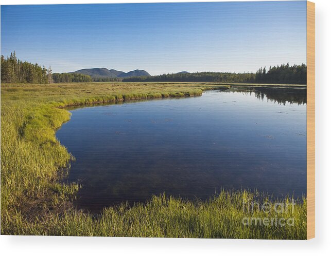 Marsh Wood Print featuring the photograph Salt Pond at Acadia by Diane Diederich