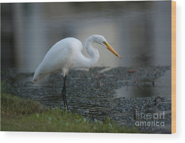 White Heron Wood Print featuring the photograph Saltwater Hunter by Dale Powell